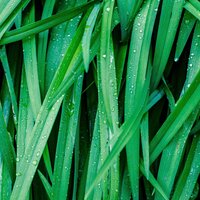 Medium Rain - Natural Nature Makers & Spa Zen & Deep Sleep Systems