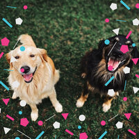 Background for Restless Puppies - Dog Music Therapy