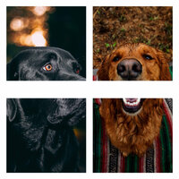 Smoky Sweet Dogs - Sleeptime for Dogs