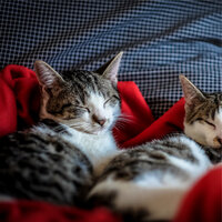 Calling Within - Cat Music Dreams & Music for Resting Cats & Cat Music Experience