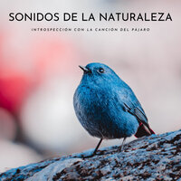 Bosque Cálido - Sonidos De Pajaros & Musica relajante con sonidos de la naturaleza & Flor de Loto