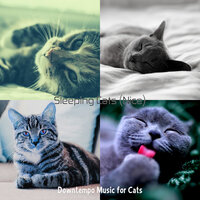 Subdued (Training Cats) - Downtempo Music for Cats