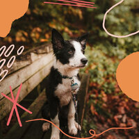 Lovely Sleepy Pups - Dog Music Experience