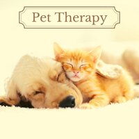 Relax My Dog - Lullabys Baby Club