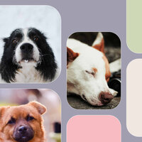 Tasteful Chillout Smooth Jazz - Vibe for Cutest Dogs - Dog Music Waves