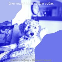 Мечты (Выгул собак) - блестящий Музыка для собак