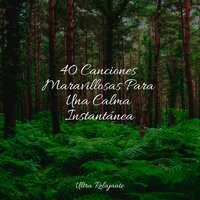 Llevado Por La Brisa - Meditacion Budista Maestros & meditación Interna & Academia de Música para Massagem Relaxamento