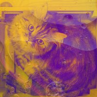 Музыка (Спящие кошки) - Кошачья музыка гостиная
