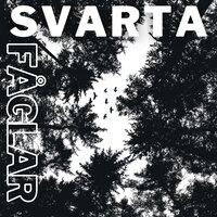 Svarta Fåglar - Per Alexanderson & Melker Alexanderson