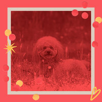 Energetic Harps and Guitars - Vibe for Dog Walking - Beautiful Relaxing Dog Music