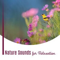 Asian Zen Spa - Yoga Meditation Music Set
