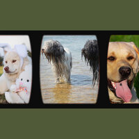 Distinguished Backdrops for Dog Anxieties - Chill My Pooch