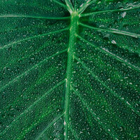 Rains in the Sky - Meditacao Clube & Nature Sounds XLE Library & Musica Reiki