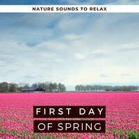 Relaxing Track on a Peaceful Night - Spring Juice