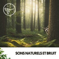 Melancholische Mondscheinsonate - lofi.dealer & The Nature Soundscapes & Entspannungsmusik