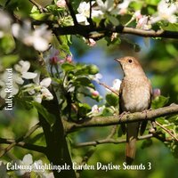 Calming Nightingale Garden Daytime Sounds, Pt. 6 - Steve Brassel