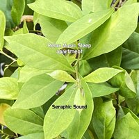 Sleeping Bunnies airplane - Seraphic Sound