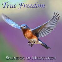 I Don’t Know Practice - Splendor of Meditation