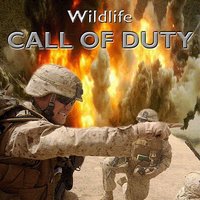 It's All Over Now - Wildlife