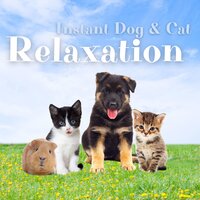 Relaxing Song for Cats - Jazz Pets Relax