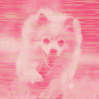 Sprightly Backdrops for Sleeping Dogs - Cute Doggy Music