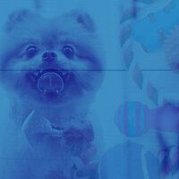 Hip Ambiance for Doggy Anxiety - Dog Music Therapy