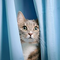 Fluidez De Siesta - Jardín De Muestra & Felinos en Relax & Música Clásica para Gatos