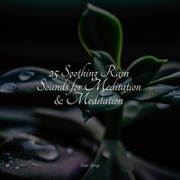 Ocean, Shore, Sparrows - nature & Sounds Background & White Noise Baby Sleep & Yoga Trainer