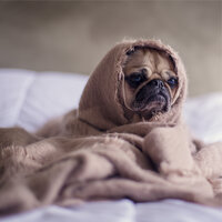 Sleep Sounds - Calm Doggy & Sleeping Music For Dogs & Music for Dog's Ear