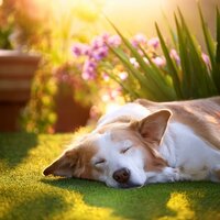 Tonos Relajantes Para Gatos - Reiki sonoro animal & Colectivo de sonidos de la naturaleza y la selva tropical & Esperanza Musical