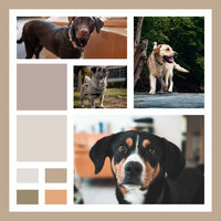 Laid-back Calmed Puppies - Dog Music