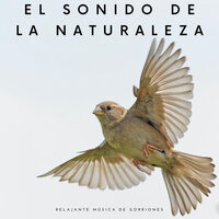 Las Hormigas De Fuego - Sonidos De Pajaros & Música De Relajación Para Dormir Profundamente & Canciones de cuna para bebés