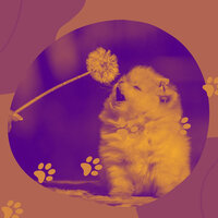 Majestic Ambiance for Calming Your Dog - Music for Dogs Radio