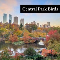Central Park Forest Walk - Bird Sounds