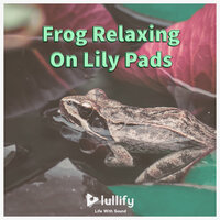 Nighttime Sounds - Lullify