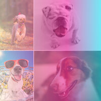 Alluring Ambience for Keeping Pups Happy - Music for Leaving Dogs Home Alone