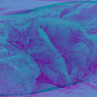 Spacious Moods for Cozy Kittens - Music for Resting Cats