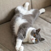 Calm Vibes for Quiet Cats - Binaural Recorders & Cat Harmony & Comfort in Cats