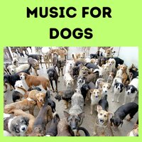 Musical Delights for Pooches - Music for Dogs & Music for Dogs Peace & Relaxing Puppy Music & Calm Pets Music Academy