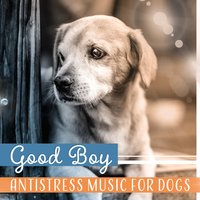 Dog Therapy - Pet Relax Academy