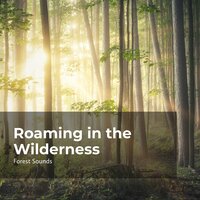 Venture the Wilderness - Ambient Forest & Forest Sounds & Rainforest Sounds