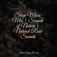 Forest, Calm Wind, Birds, Insects - Classical Study Music & Sleep Sounds & Mother Nature Sound FX