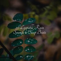 Seagulls on the Beach - Nature and Rain & Buddhist Meditation Music Set & Rain Drops for Sleep