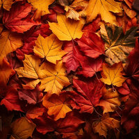 Autumn Leaves Rhythm - Elena Stolte
