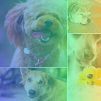 Fashionable Ambience for Treating Dox Anxiety - RelaxMyDog