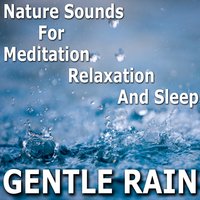 Rainwater Dripping off the Forest Leaves - Pro Sound Effects Library