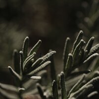 Sands of Time - Tinnitus Aid & Yoga Rain & Rain Spa