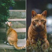 Lonely Moods for Kitty Cats - Cat Music