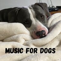 Tranquil Sleep Music - Music for Dogs & Music for Dogs Peace & Relaxing Puppy Music & Calm Pets Music Academy
