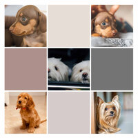 Chilled Music for Dog Calming - Music for Dog's Ears